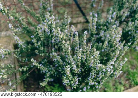 Evergreen Rosemary Bush Growing And Blossoming On Herbal Plantation, Aromatic Plant Used In Differen