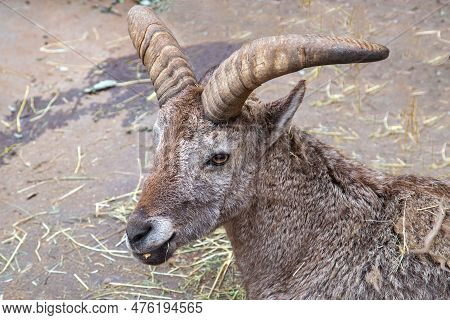 Blue Ram (latin Pseudois Nayaur) With Beautiful Unusual Horns On A Sunny Day. Animals, Mammals, Pred