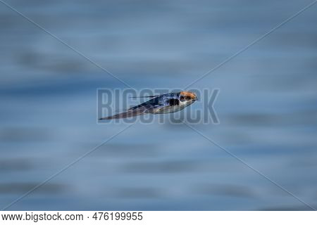 Wire-tailed Swallow With Catchlight Flying Across River