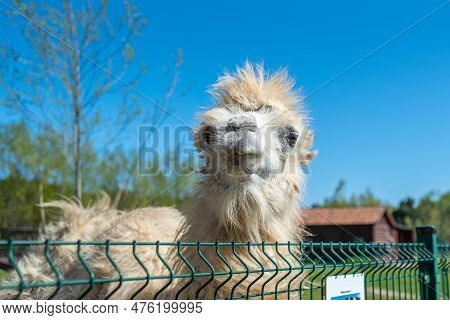 White Bactrian Camel Close-up. Funny Camel On The Farm. Cute Camel
