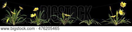 3d Illustration Of Set Gazania Linearis Plant Isolated On Black Background