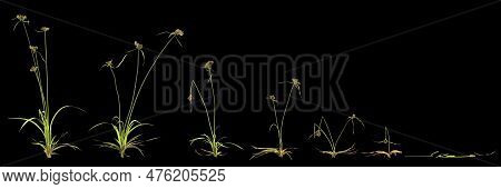3d Illustration Of Setcyperus Difformis Plant Isolated On Black Background
