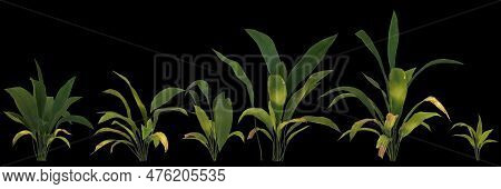3d Illustration Of Set Aspidistra Elatior Plant Isolated On Black Background