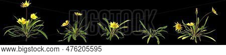 3d Illustration Of Set Gazania Linearis Plant Isolated On Black Background Human's Eye View