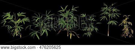 3d Illustration Of Set Rhapis Plant Isolated On Black Background Human's Eye View
