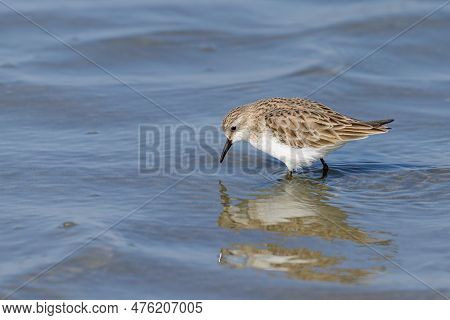 A Little Stint Standing In The Water At The Beach, Looking For Food, Sunny Day In Springtime In Cama