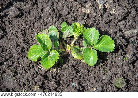Green Leaves Of Garden Strawberry Seedlings In The Garden. Garden Strawberry - Lat. Fragaria Moschat