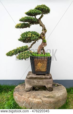 Bonsai Tree Against White Wall In Yi Yuan Yuan Lin Bo Wu Guan Park, Chengdu, Sichuan Province, China