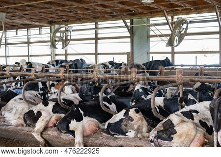 Holstein Dairy Cows Comfortably Laying Down In Freestalls Barn.