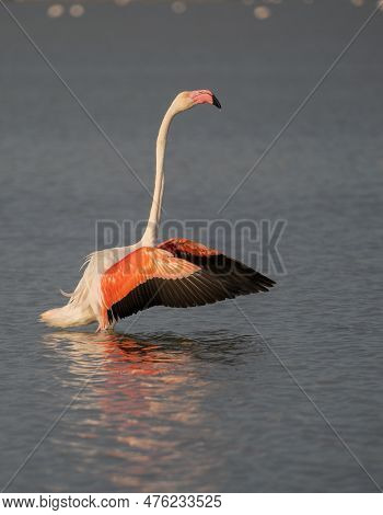 Close Up Adult Pink Flamingo In Its Natural Environment, Molentargius Cagliari, South Sardinia