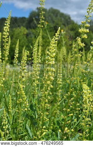 Reseda Lutea Grows Like A Weed In The Field