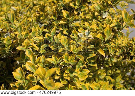 The Evergreen Ornamental Shrub Euonymus Fortunei Grows In The Garden