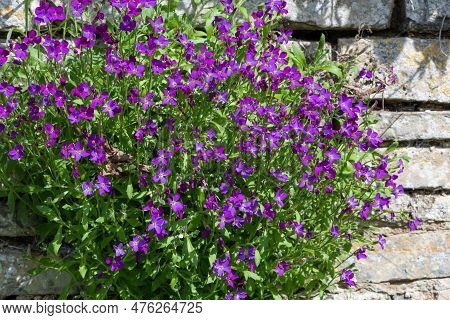 Lilacbush (aubrieta Deltoidea) Flowers