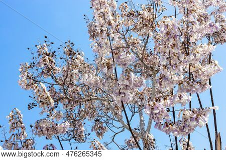Paulownia Tomentosa, Common Names Princess Tree, Empress Tree, Or Foxglove-tree, Is A Deciduous Hard