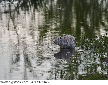 An Albino Nutria Is An Invasive Species In Europe