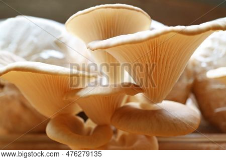 Closeup The Amazing Texture Of Mature Indian Oyster Mushrooms (pleurotus Pulmonarius)