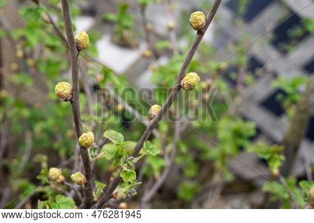 Blackcurrant Gall Or Big Bud Mite Pest, Cecidophyopsis Ribis. Infected Enlarged Round Buds On Young 
