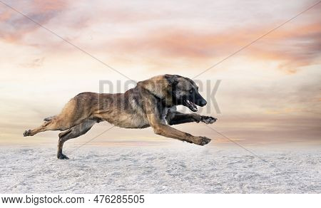 Young Belgian Shepherd Training In The Nature For Security