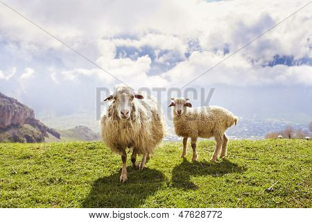 Ovelhas nas montanhas