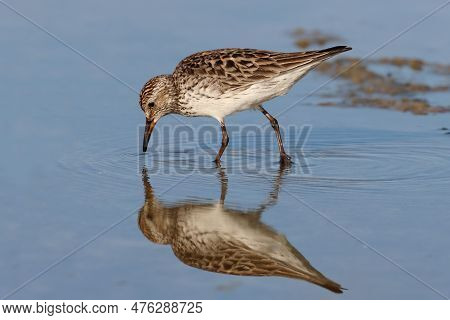 A White-rumped Sandpiper (calidris Fuscicollis) Searches For Food In Early Morning Light In The Calm