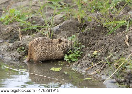 Nutria In The Wild.young Nutria In The Water Eat Grass.nutria Life In Natural Habitat.