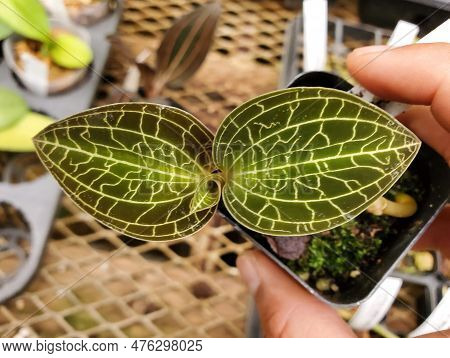 Beautiful Green Lightning Leaves Of Dossinochilus Dreamcatcher Jewel Orchid, A Popular Houseplant