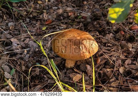 A Young Edible Mushroom - Obabok Blackening - Leccinellum Lepidum Makes Their Way Through A Layer Of