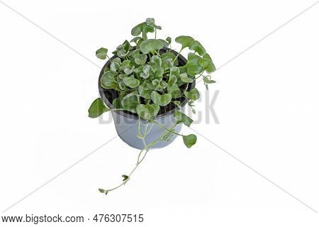 Small 'dichondra Argentea' (botanic Name) Plant In Pot On White Background