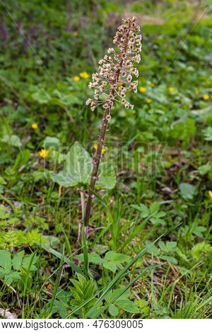 Inflorescences Of Butterbur, Pestilence Wort, Petasites Hybridus.blossom, Common Butterbur. A Bloomi