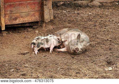 Pig Mother Feeding Piglets On The Ground In The Farm. Domestic Animals And Farming