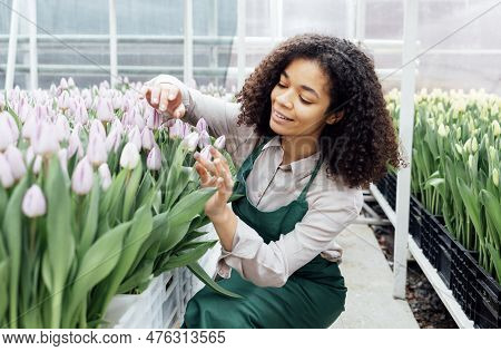 Attractive Young African Woman In Light Color Apron Touches Pink Tulips Growing In Boxes At Flower F