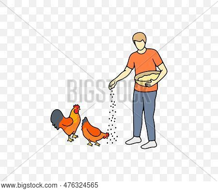 Man Feeds Chickens Grain From The Basket, Rooster And Hen, Colored Graphic Design. Animal, Bird, Agr