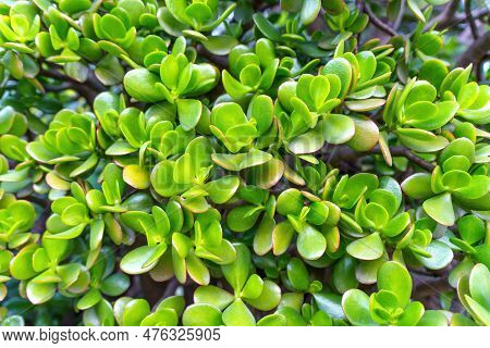 Green And Glossy Leaves Of A Money Tree Plant, Also Known As Pachira Aquatica Or Malabar Chestnut. T