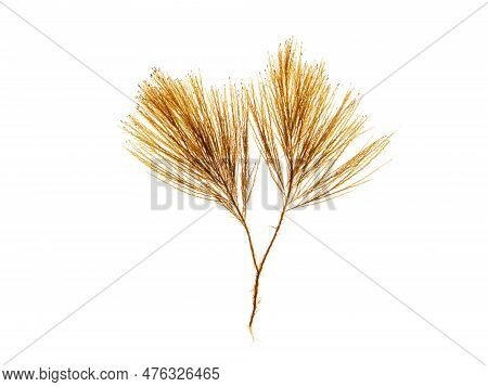 Brown Seaweed Branch Isolated On White. Brown Algae.