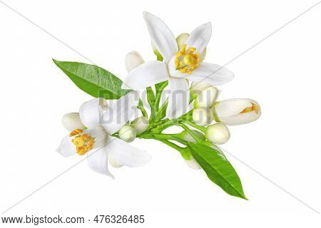 Neroli Blossom. Citrus Bloom. Orange Tree White Flowers, Buds And Leaves Bunch Isolated Transparent 