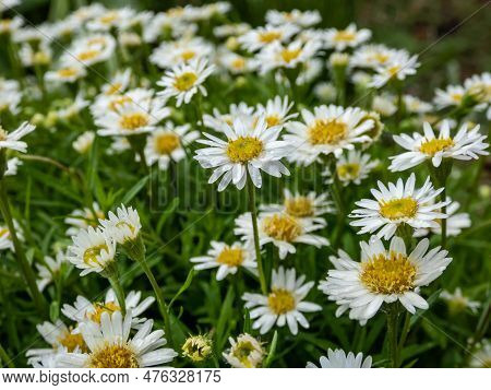 The Hyssop-leaf Fleabane (erigeron Hyssopifolius) Flowering With A Single Head With Numerous White R