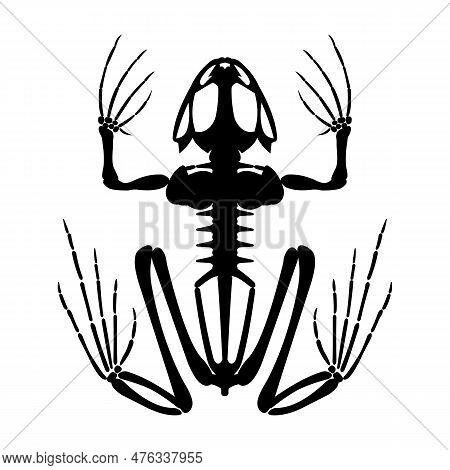 Frog Skeleton Silhouette. Animals Anatomy. Vector Illustration.