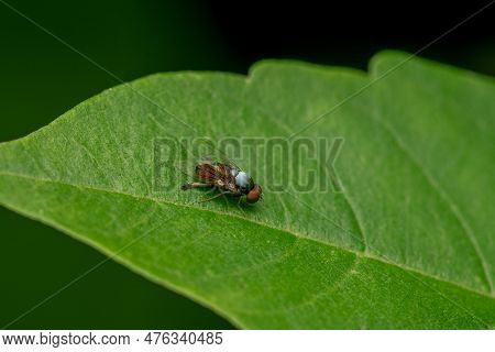 Flat Footed Fly On The Greenplant Leaf. Selective Focus Used.