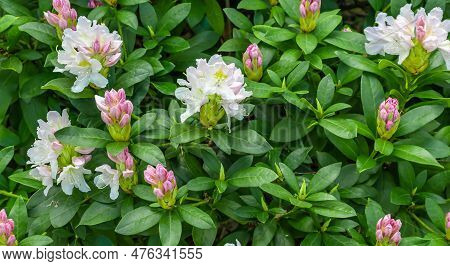Light Pink Rhododendron Caucasicum On A Background Of Green Leaves