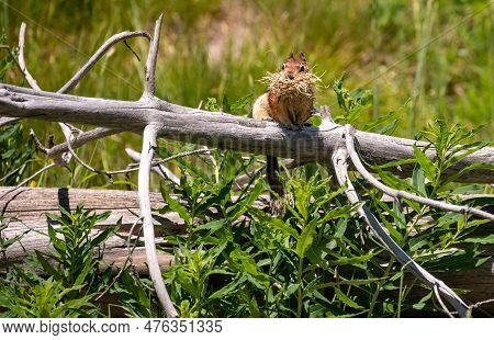 Squirrel With A Mouthful Of Straw Sits On Gray Tree Branch In Yellowstone Field
