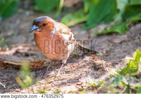 Common Chaffinch, Fringilla Coelebs, Sits On The Ground In Spring. Common Chaffinch In Wildlife.