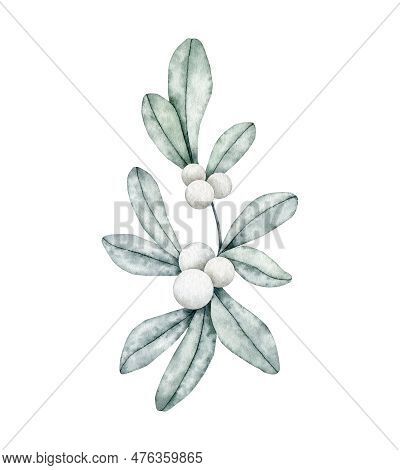 Symphoricarpos, Commonly Known As The Snowberry, Waxberry, Or Ghostberry. Deciduous Shrub With White