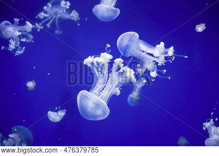 A Groop Beautiful Transparent White Jellyfish On A Blue Background.oceanogr Fic, City Of Arts And Sc