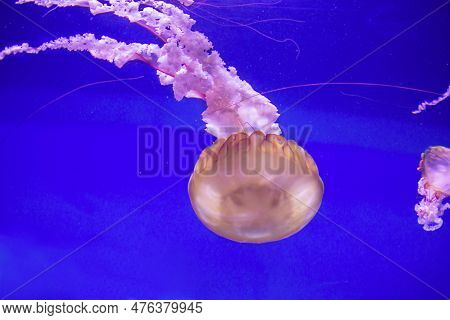 Beautiful Transparent Pink With A Lace Tail Jellyfish On A Blue Background.oceanogr Fic, City Of Art