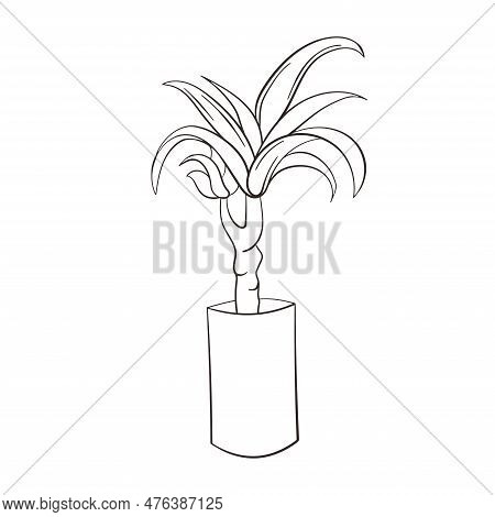 Dracena Doodle Illustration. Vector Illustration. Linear Vector Dracena Icon. Isolated Outline Pictu