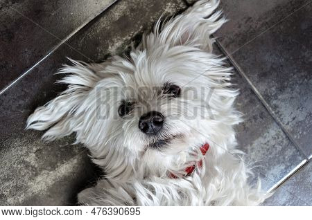 Top View Of A Cute White Bichon Maltes Puppy Lying On The Ground