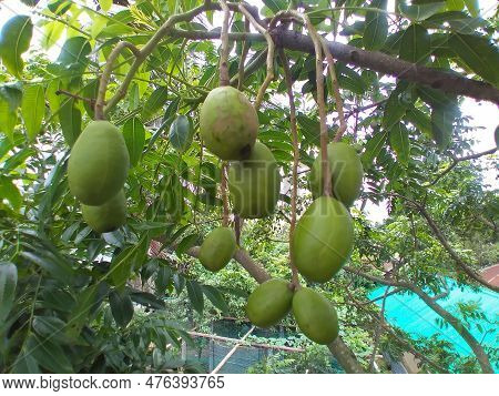 Green Hog Plum (spondias Mombin) Fruits Are Hanging From The Tree In The Organic Garden. Tropical Fr