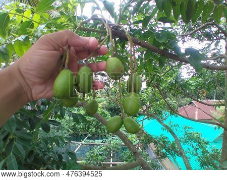 Hand Hold A Bunch Of Hog Plum (spondias Dulcis Or Spondias Cytherea) Also Known As Kedondong, Ambare