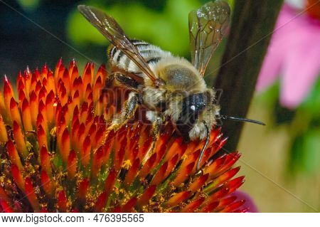 Alfalfa Leafcutting Bee (megachile Rotundata), Insect Collects Nectar On Echinacea Flower