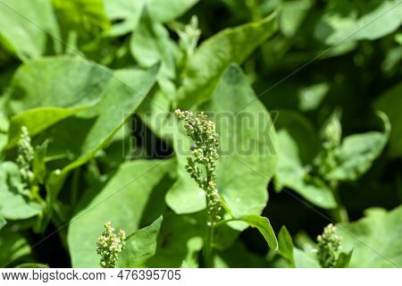 Inflorescence Of A French Sorrel Plant, Rumex Scutatus